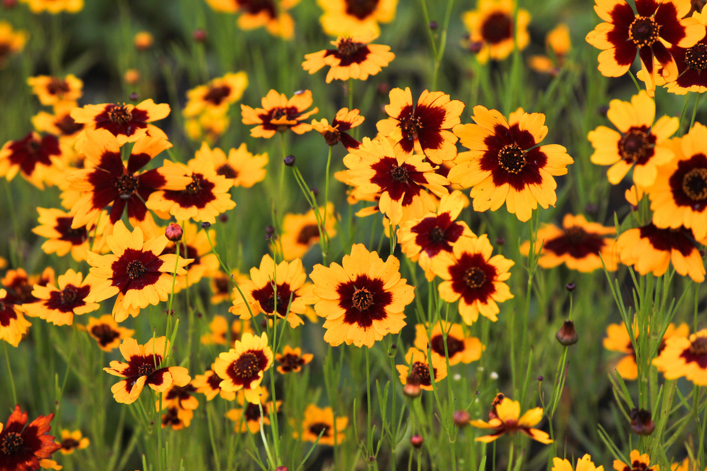 30 COSMIDIUM BRUNETTE Burridgeanum Greenthread Flower Seeds