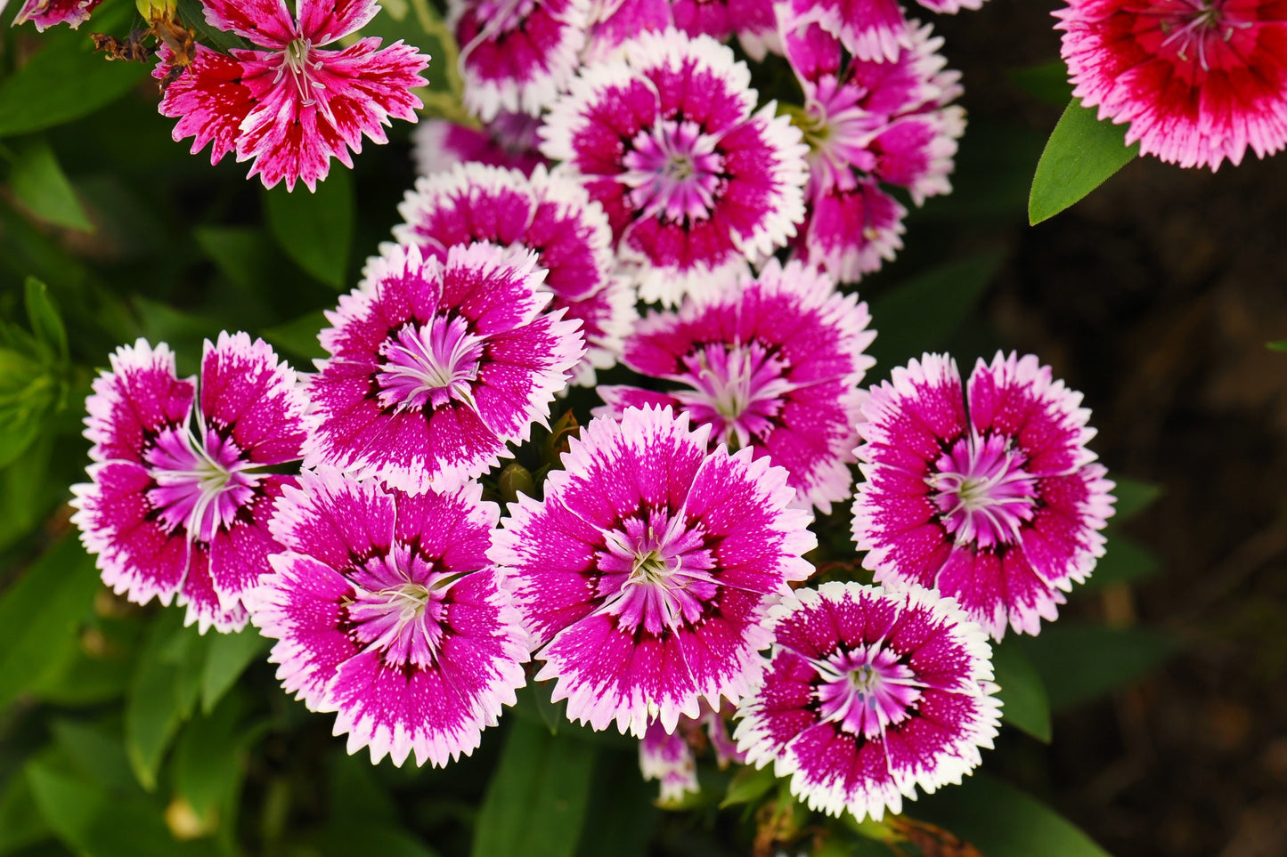 500 MIXED CHINESE PINKS China Rainbow Pink Dianthus Chinensis Bicolor Flower Seeds