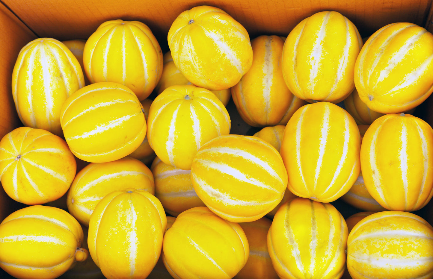 50 EARLY SILVER LINE MELON Cucumis Melo Yellow Striped Skin White Flesh Korean Fruit Seeds