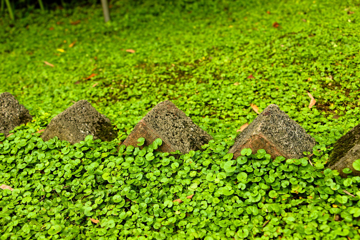 1000 DICHONDRA Repens aka Lawn Leaf Flower Evergreen Ground Cover Seeds