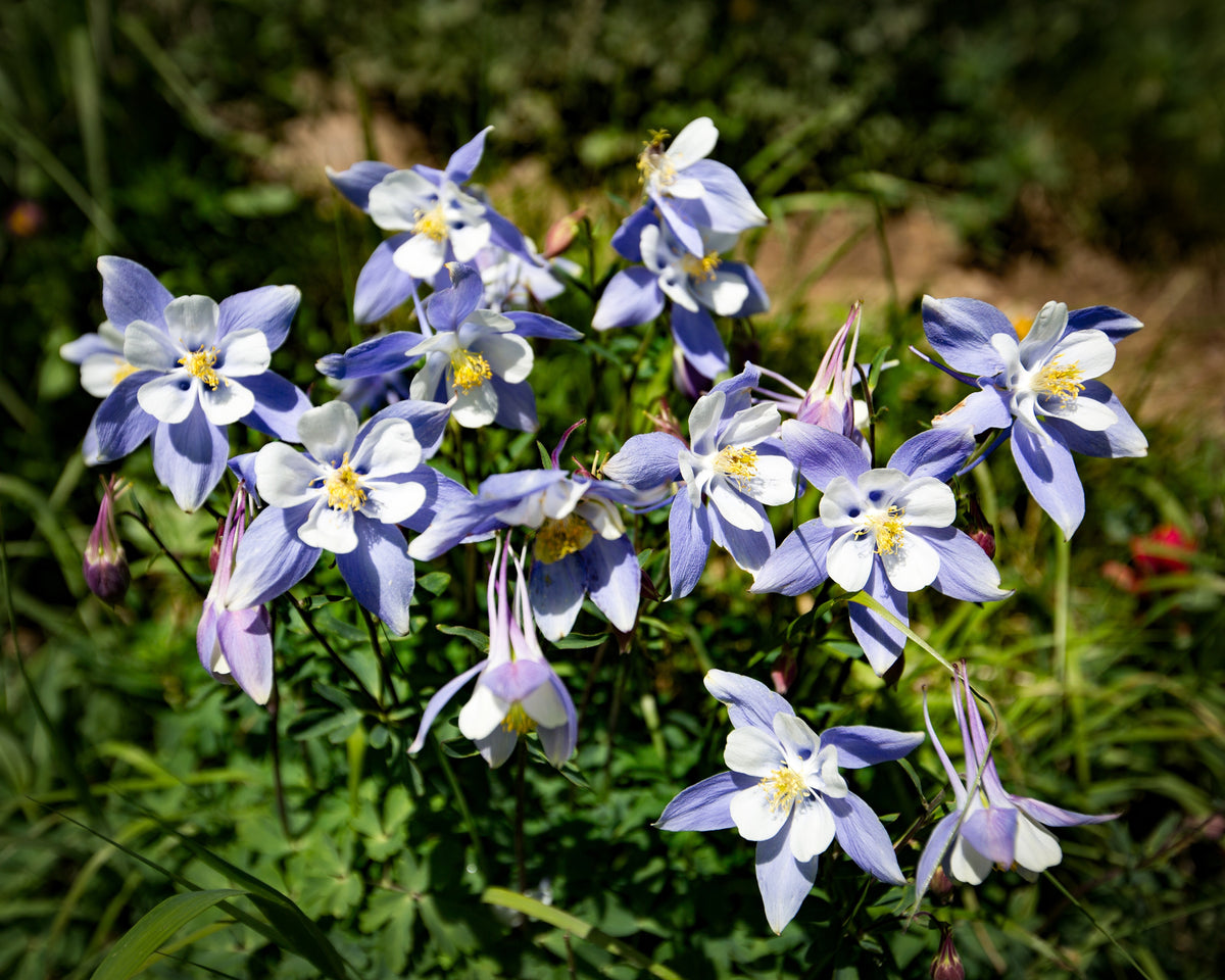 50 Blue ROCKY MOUNTAIN COLUMBINE Aquilegia Caerulea Flower Seeds