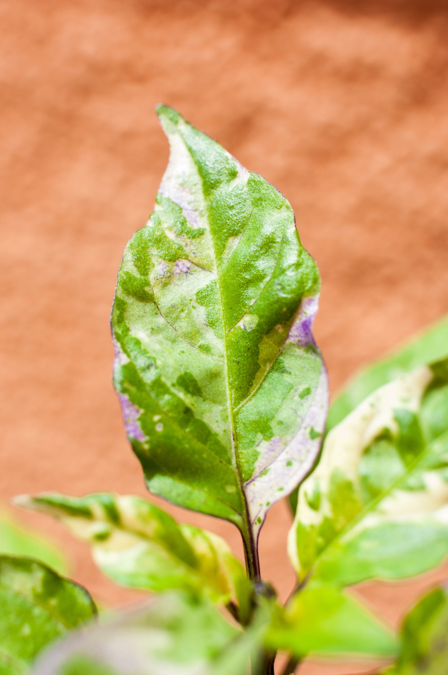 50 Variegated PURPLE TIGER PEPPER Trifetti Tricolor Capsicum Annuum Medium Hot Vegetable Seeds