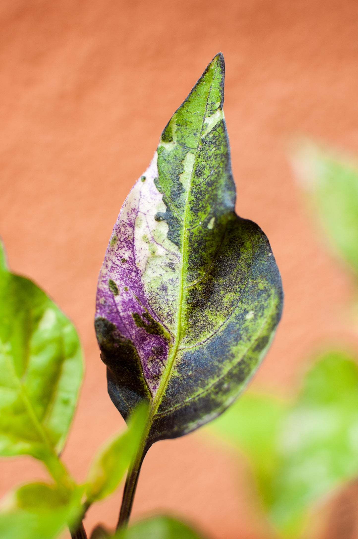 50 Variegated PURPLE TIGER PEPPER Trifetti Tricolor Capsicum Annuum Medium Hot Vegetable Seeds
