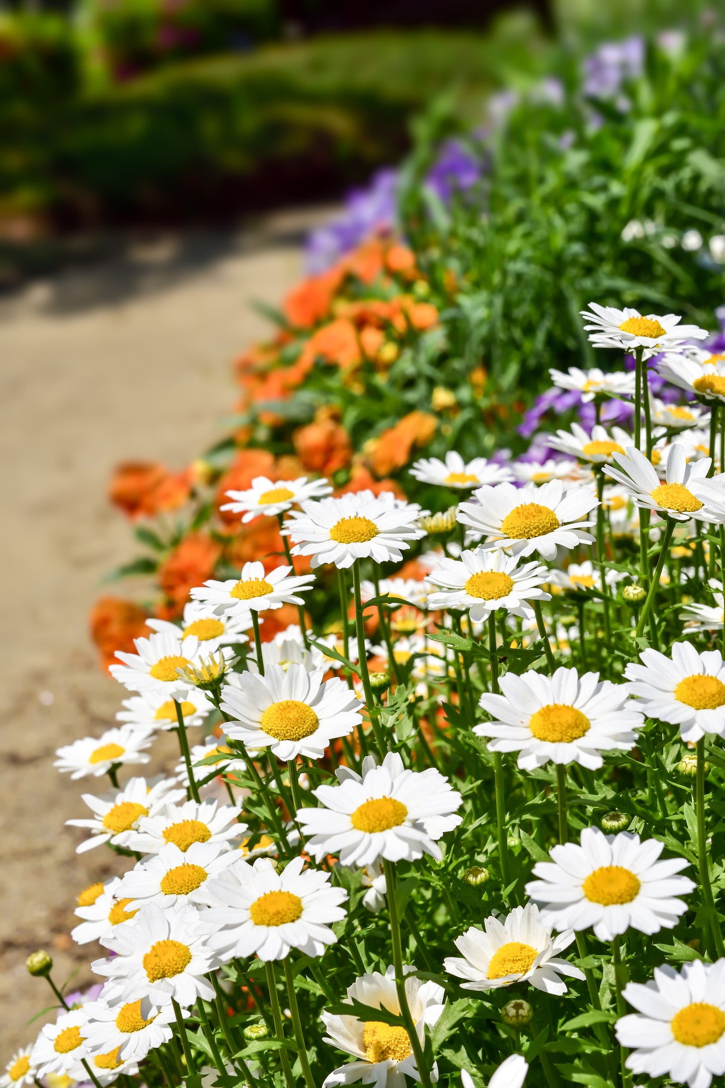 100 White DWARF CREEPING DAISY Chrysanthemum Paludosum Flower Seeds