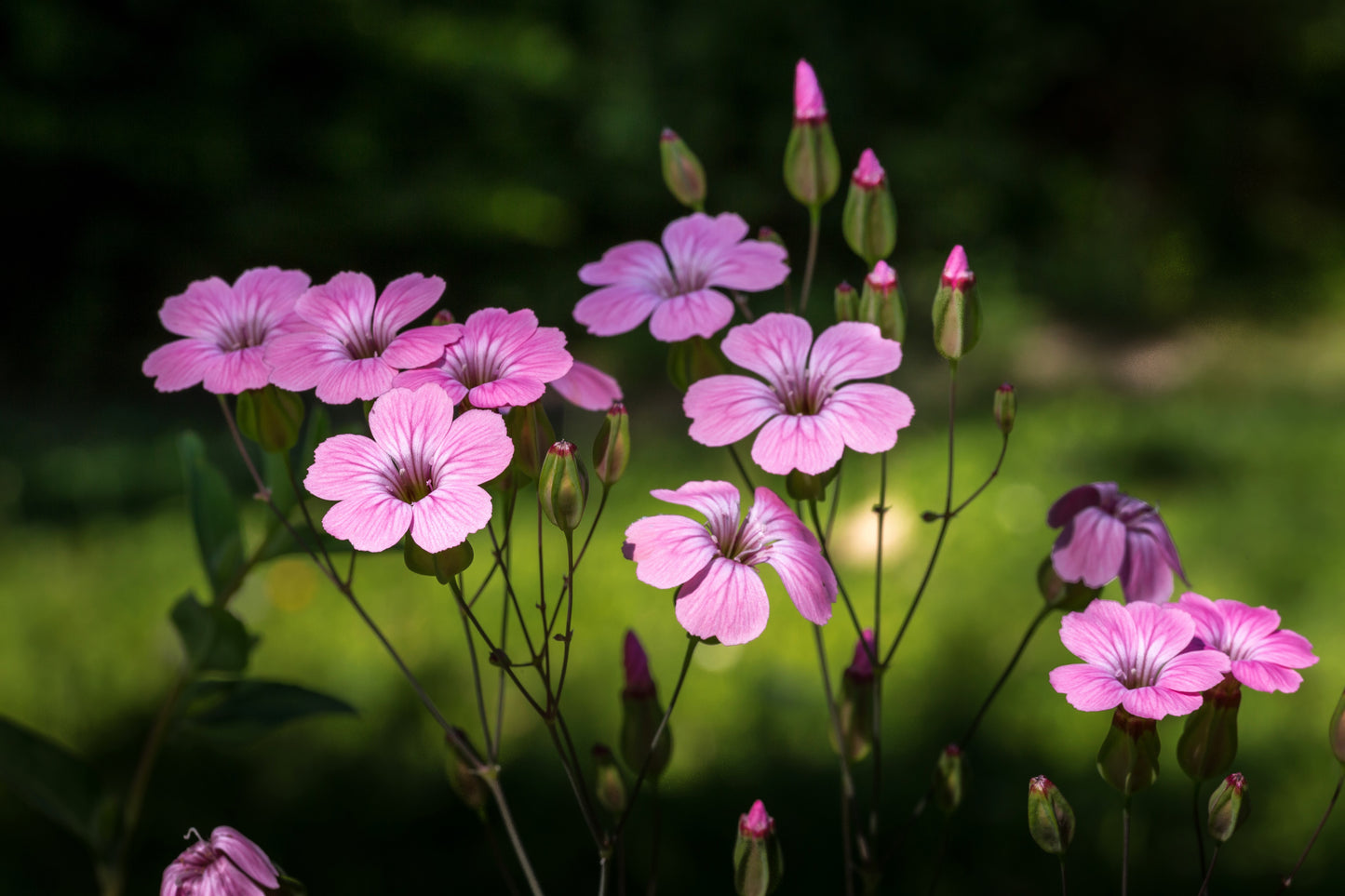 500 Oculata MIXED COLORS VISCARIA (Rose of Heaven / Rose Angel) Silene Coeli-Rosa Flower Seeds