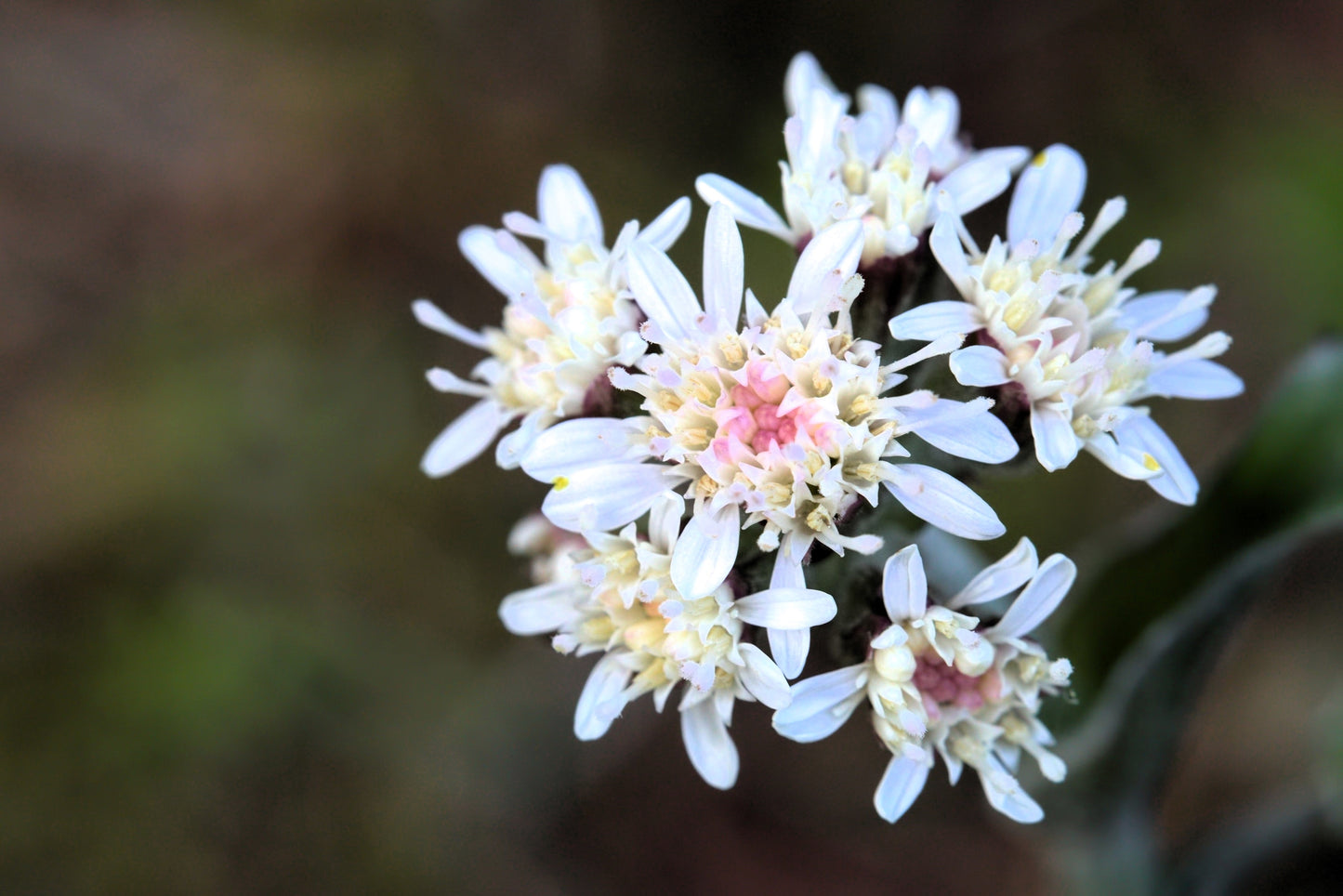 100 ARCTIC SWEET COLTSFOOT Petasites Frigidus Sun Shade Moist White Pink Flower Herb Seeds