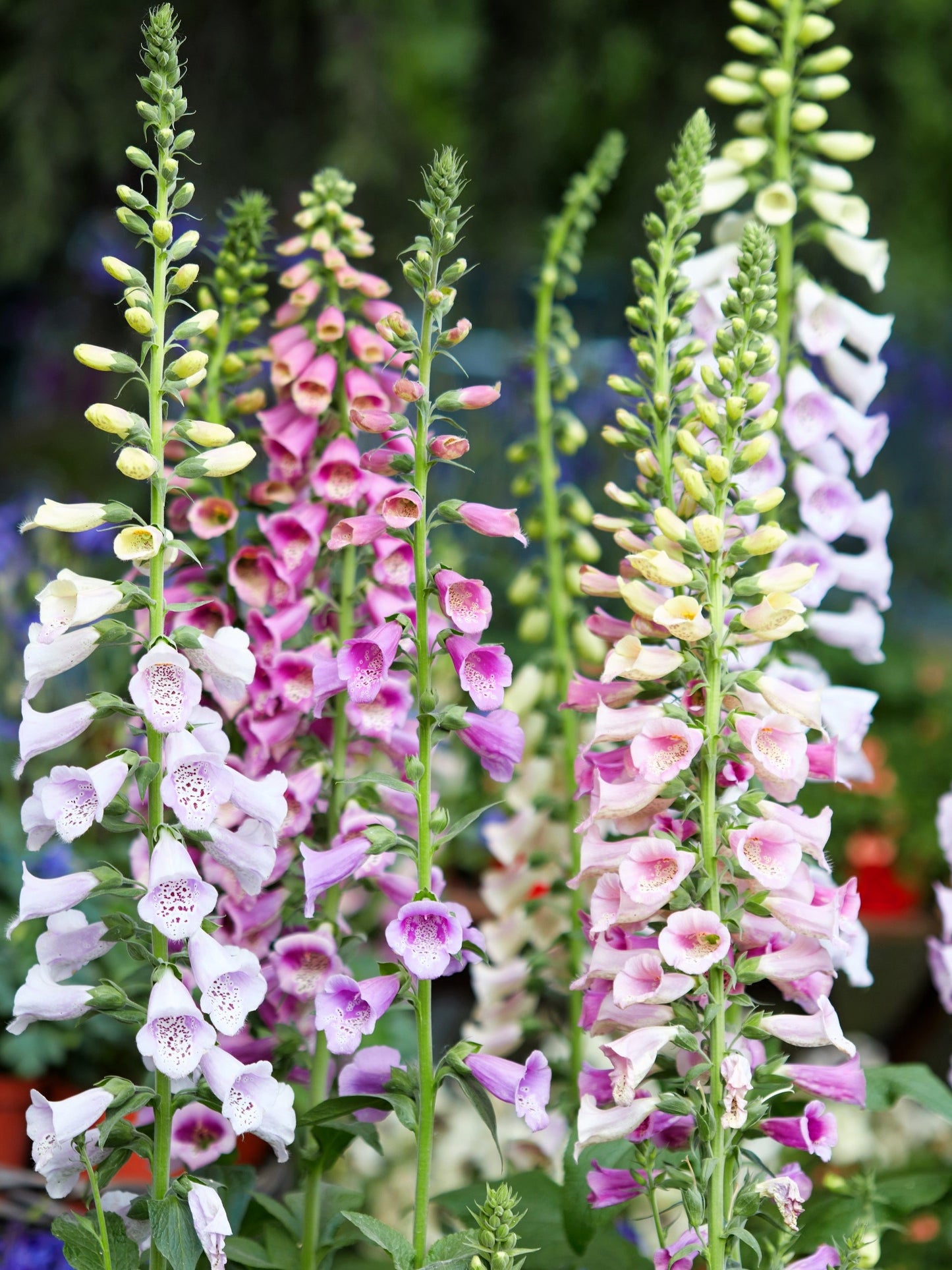 1000 Seeds MIXED FOXGLOVE Digitalis Purpurea Flower Seeds