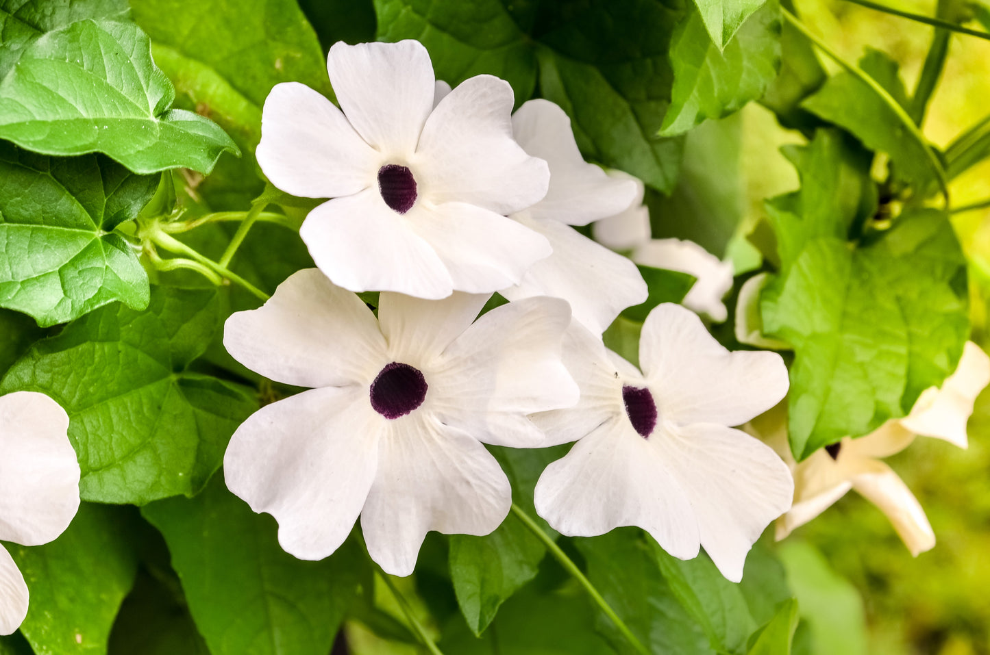 10 WHITE THUNBERGIA Alata VINE Black Eyed Susan Vine Flower Seeds