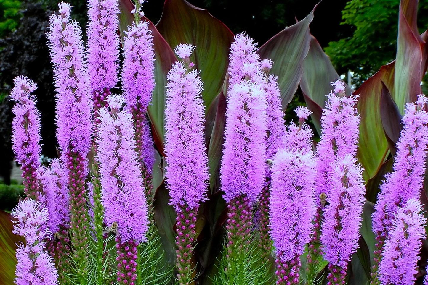 500 Purple BLAZING STAR Gayfeather LIATRIS Spicata Flower Seeds