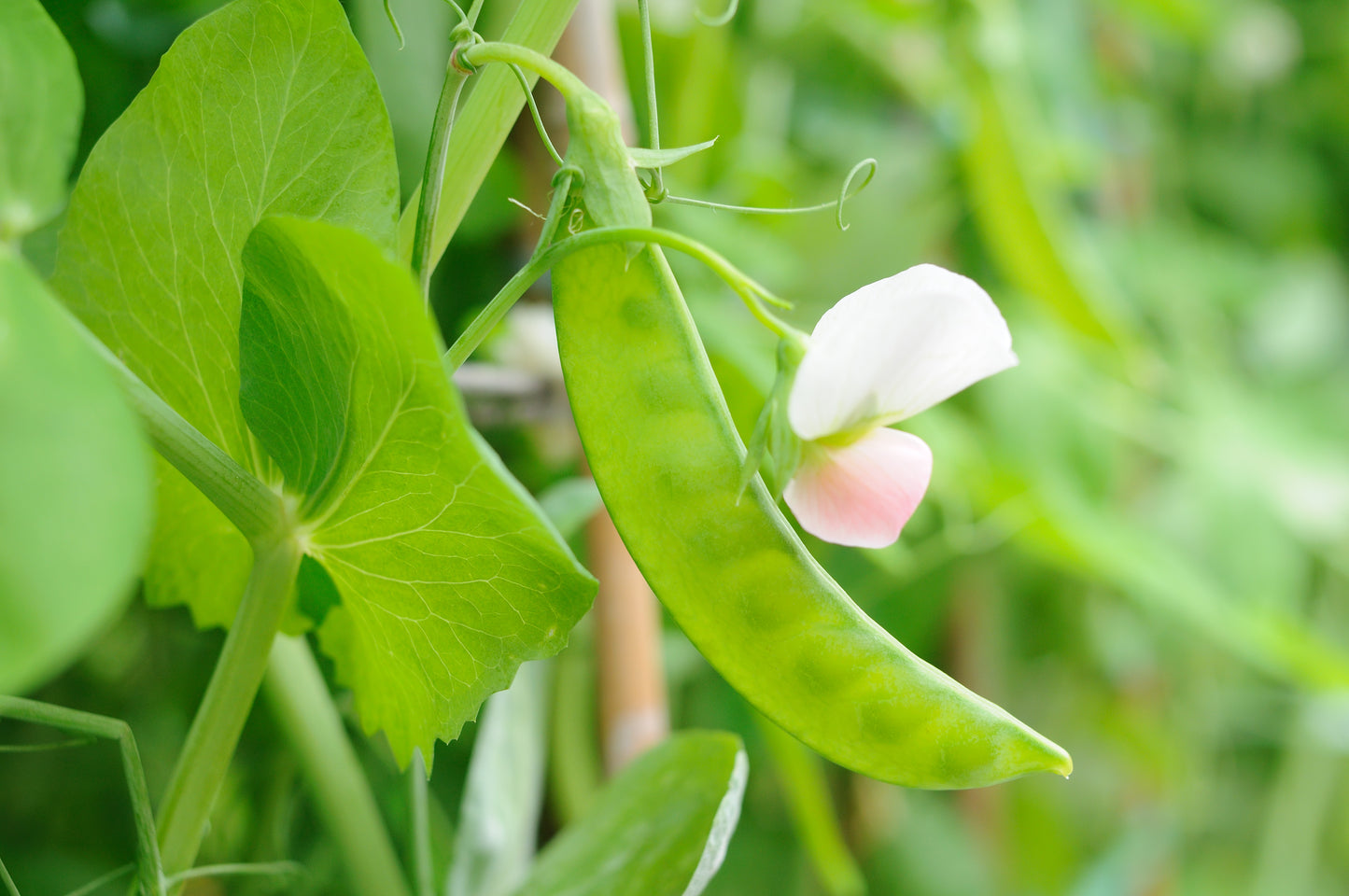 50 Oregon SUGAR POD II Pea Pisum Sativum Macrocarpon Vegetable Seeds