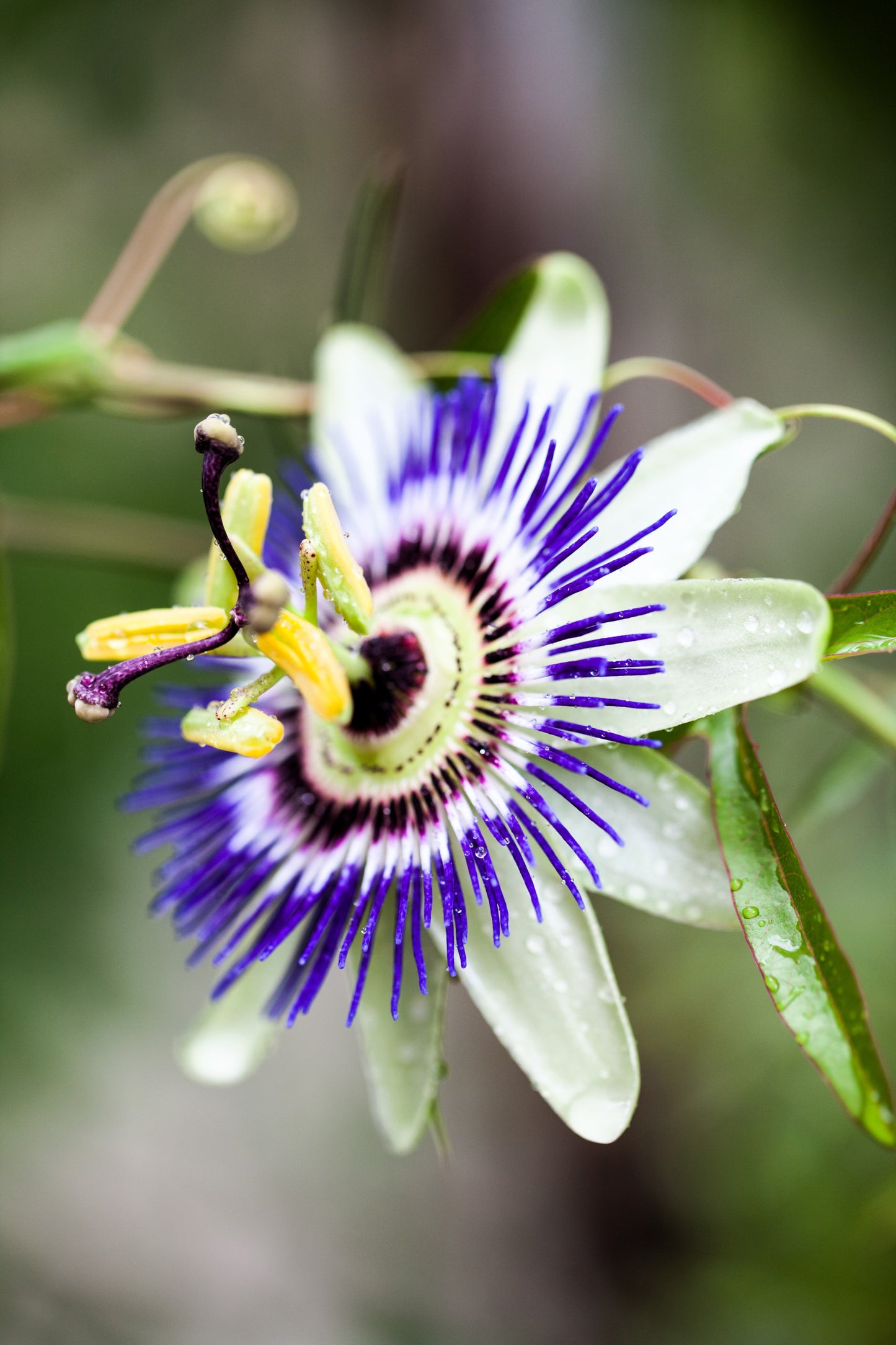 20 PURPLE PASSION FRUIT Passionflower Granadilla Passiflora Edulis Flower Vine Seeds