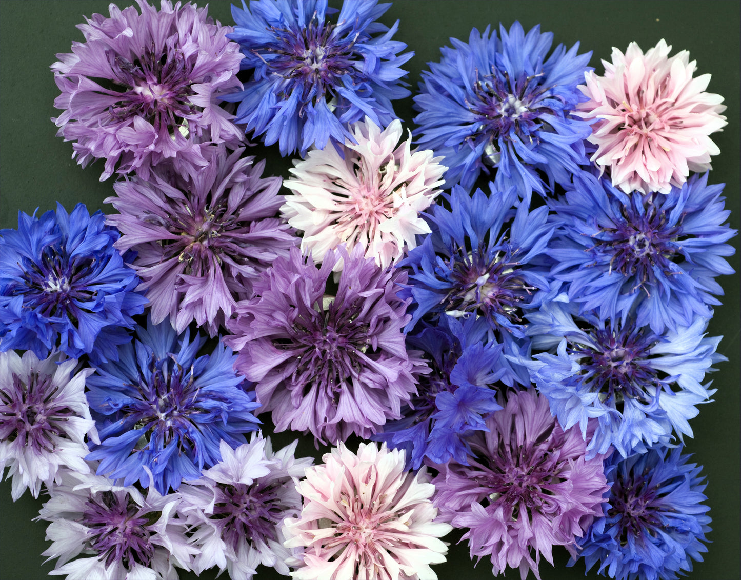 1000 Mixed BACHELORS BUTTON CORNFLOWER Centaurea Seeds