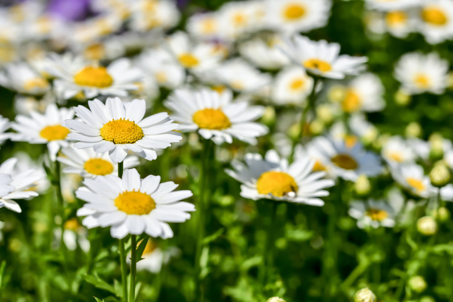 1000 DWARF White SHASTA DAISY Chrysanthemum Maximum Flower Seeds