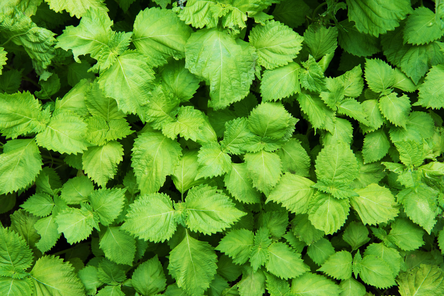 300 GREEN SHISO aka PERILLA Frutescens Ornamental Herb Seeds Green & Purple