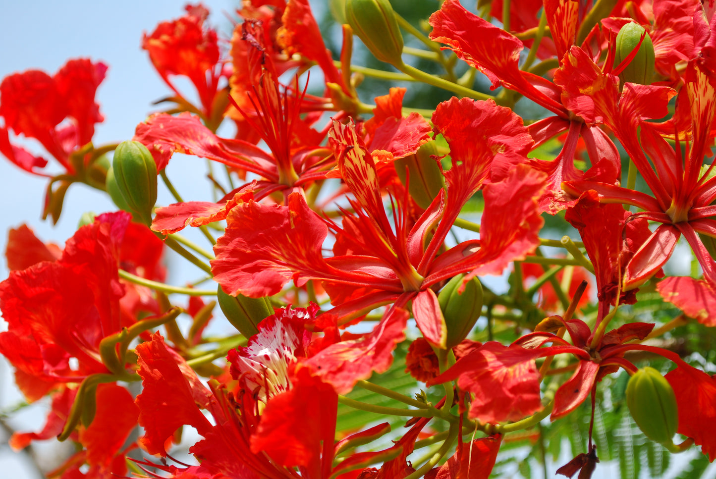 10 ROYAL POINCIANA TREE Delonix Regia aka Red Flame Flamboyant Tree Peacock Flower Seeds