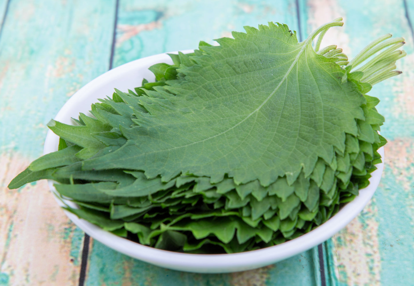 300 GREEN SHISO aka PERILLA Frutescens Ornamental Herb Seeds Green & Purple