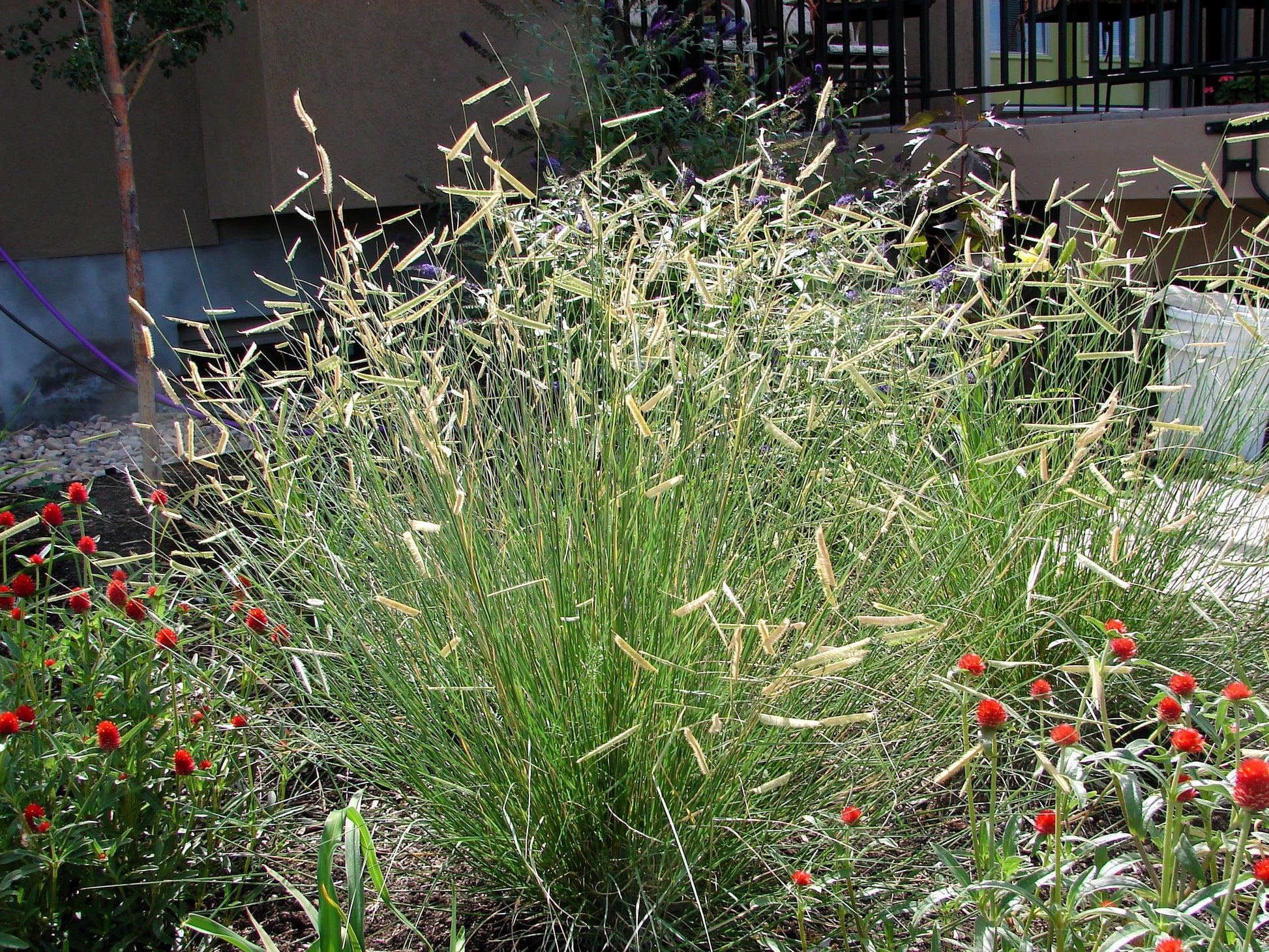 mosquito plant seeds for sale 1000 BLUE GRAMA GRASS Gramma Bouteloua Gracilis Flower Mosquito Grass – Seedville USA