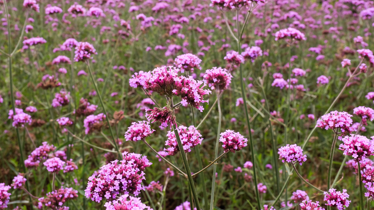 250 COMMON VERVAIN Verbena Officinalis European Herb Pink Purple Flower Seeds