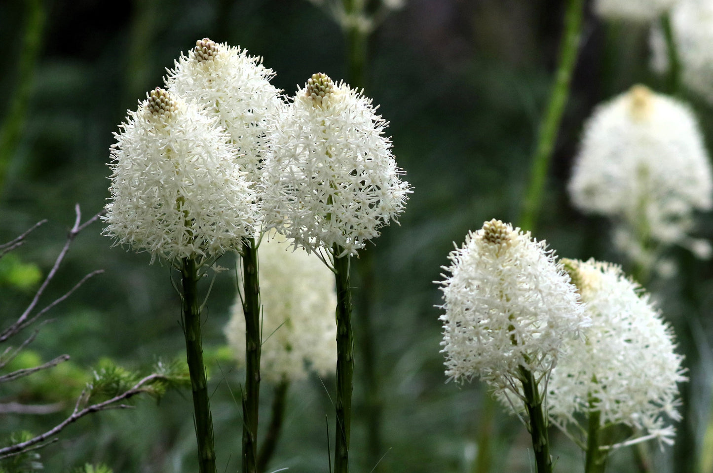 100 BEAR GRASS aka Bear LILY Beargrass Ornamental Xerophyllum Tenax Flower Seeds