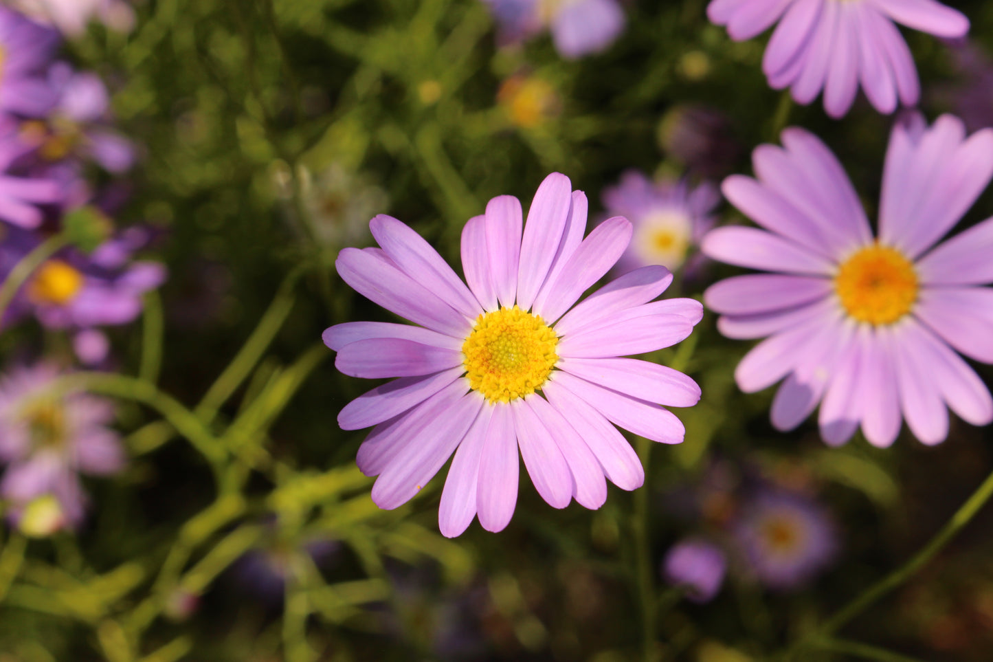 200 Mixed Colors SWAN RIVER DAISY Brachyscome Iberidifolia Flower Seeds