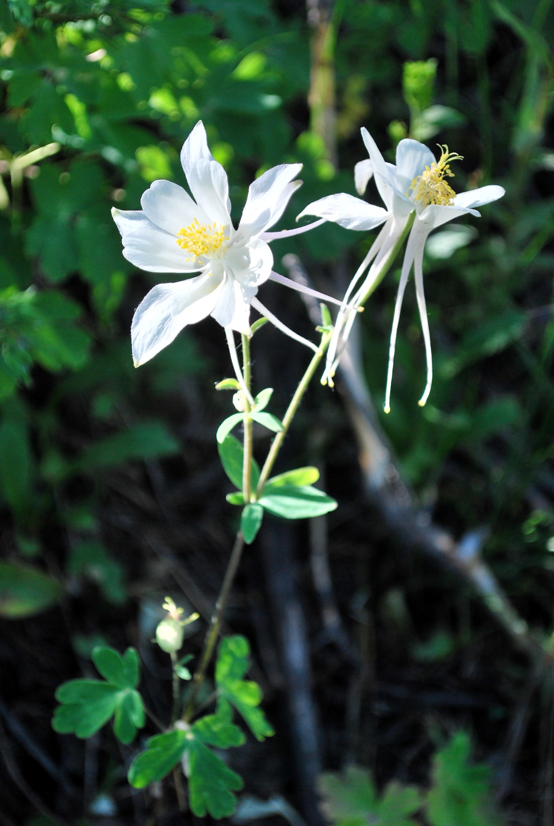 columbine flower seed 25 CRYSTAL STAR White COLUMBINE Aquilegia Caerulea Flower Seeds