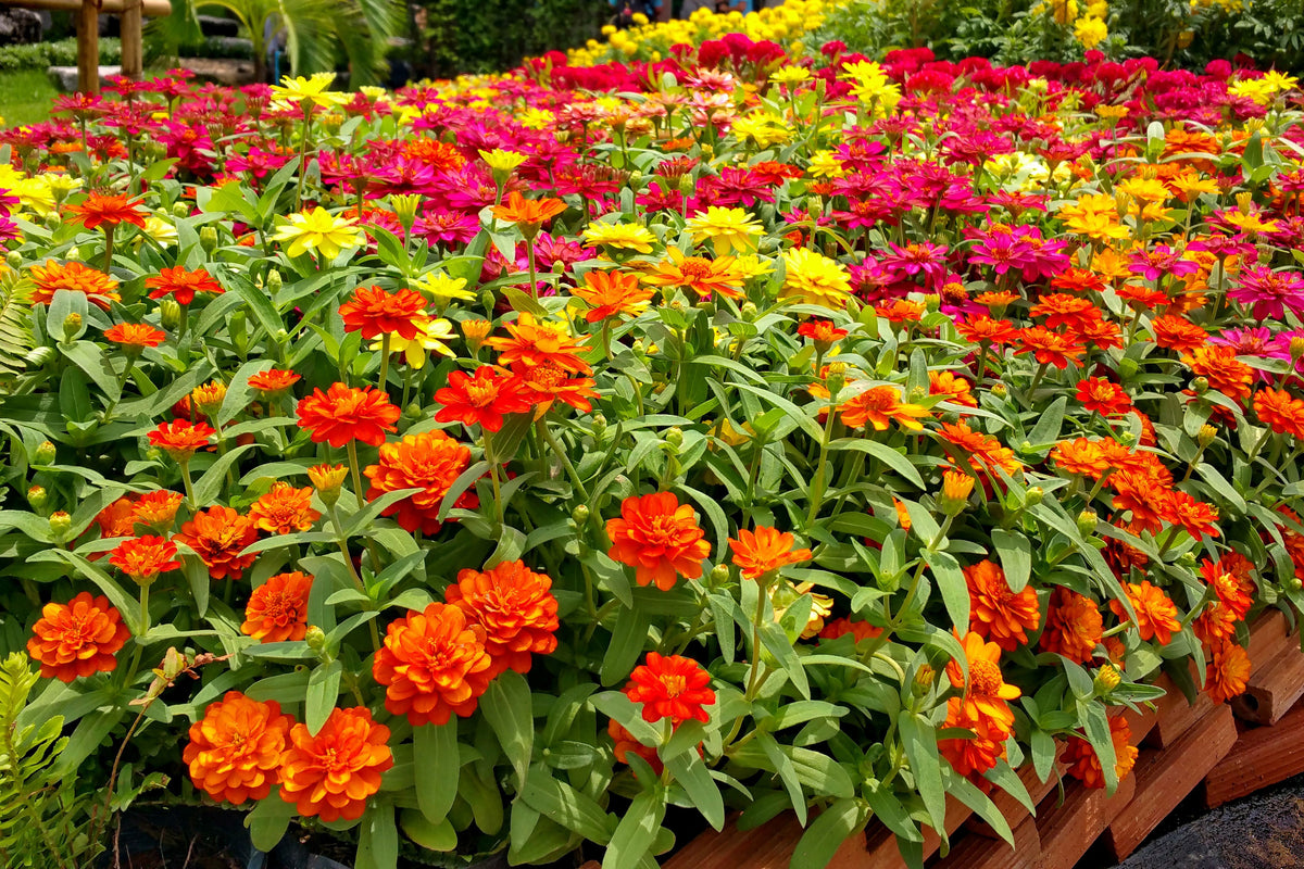 Color Zinnia 150 DWARF THUMBELINA ZINNIA Elegans Mixed Colors Flower Seeds ...