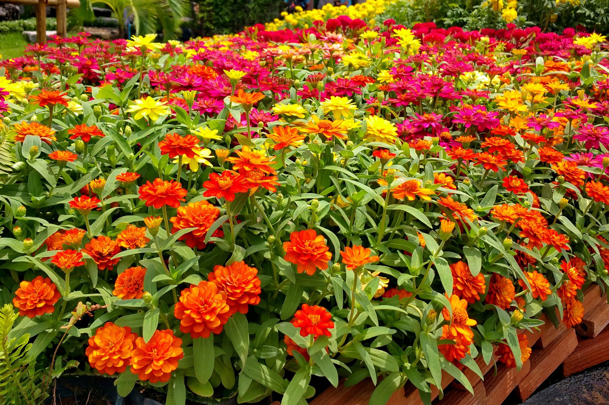 dwarf flower seeds 150 DWARF THUMBELINA ZINNIA Elegans Mixed Colors Flower Seeds