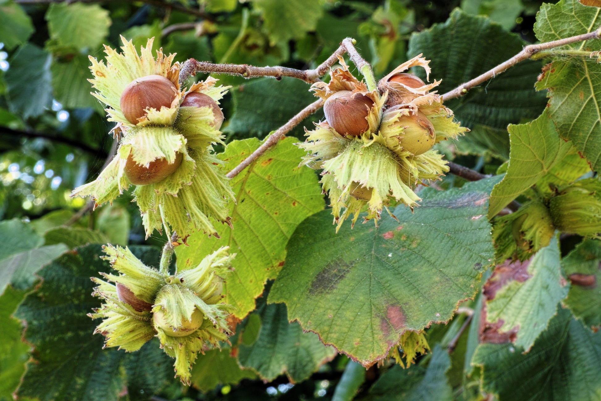 plant hazelnut tree from seed 5 AMERICAN HAZELNUT TREE aka Filbert Corylus Americana Fruit Nut Seeds – Seedville USA
