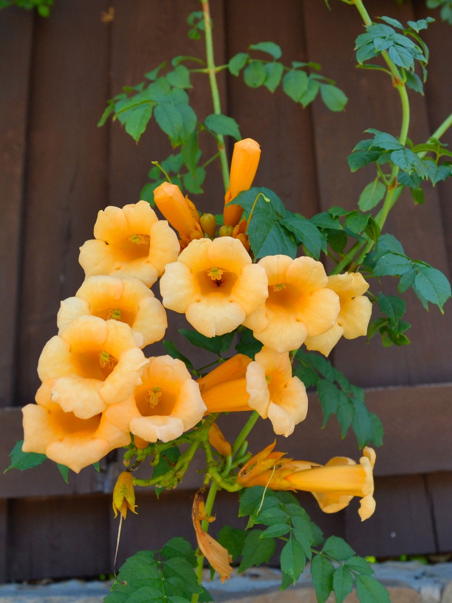 10 YELLOW HUMMINGBIRD TRUMPET Vine Flower Campsis Radicans Flava Climber Seeds