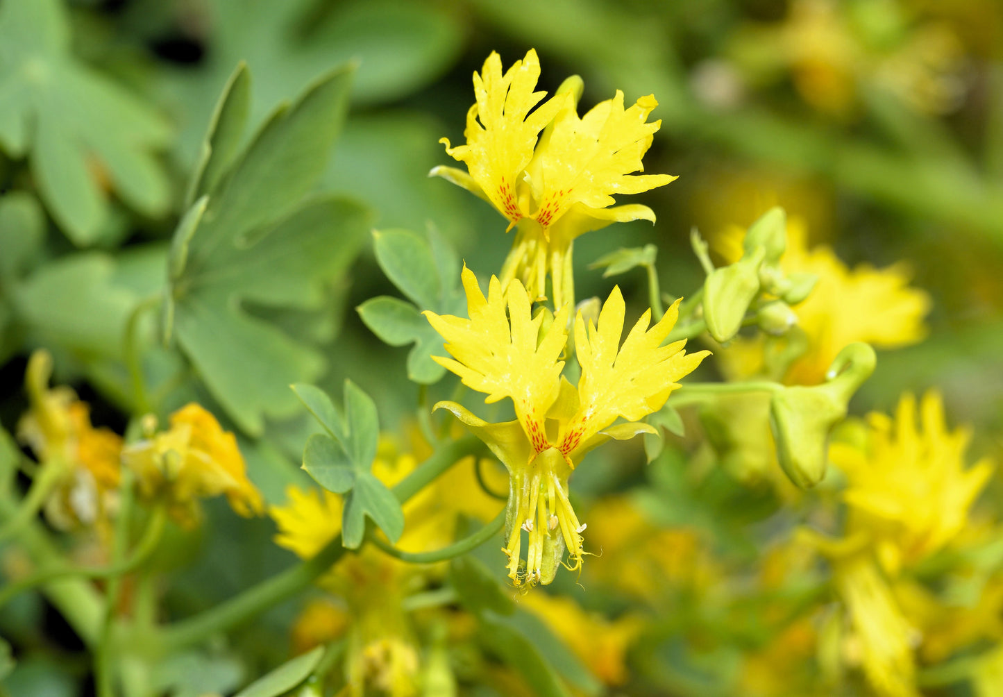 10 CANARY CREEPER NASTURTIUM Vine Tropaeolum Peregrinum Yellow Canarybird Flower Seeds