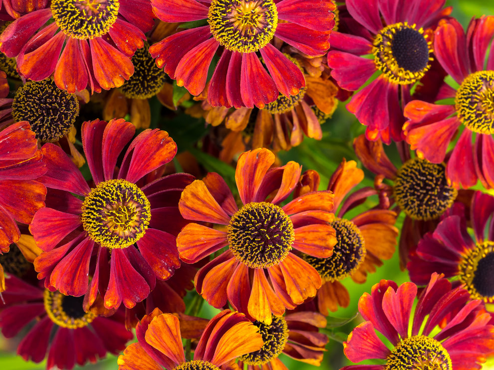 Helenium Autumn 100 HELENIUM ' AUTUMN LEAVES ' Mix Helenium Autumnale Sneezeweed Mixed ...
