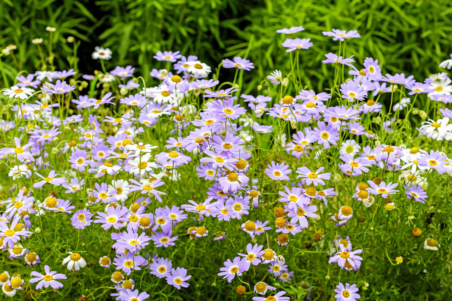 200 Purple Mix SWAN RIVER DAISY Brachyscome Iberidifolia Flower Seeds