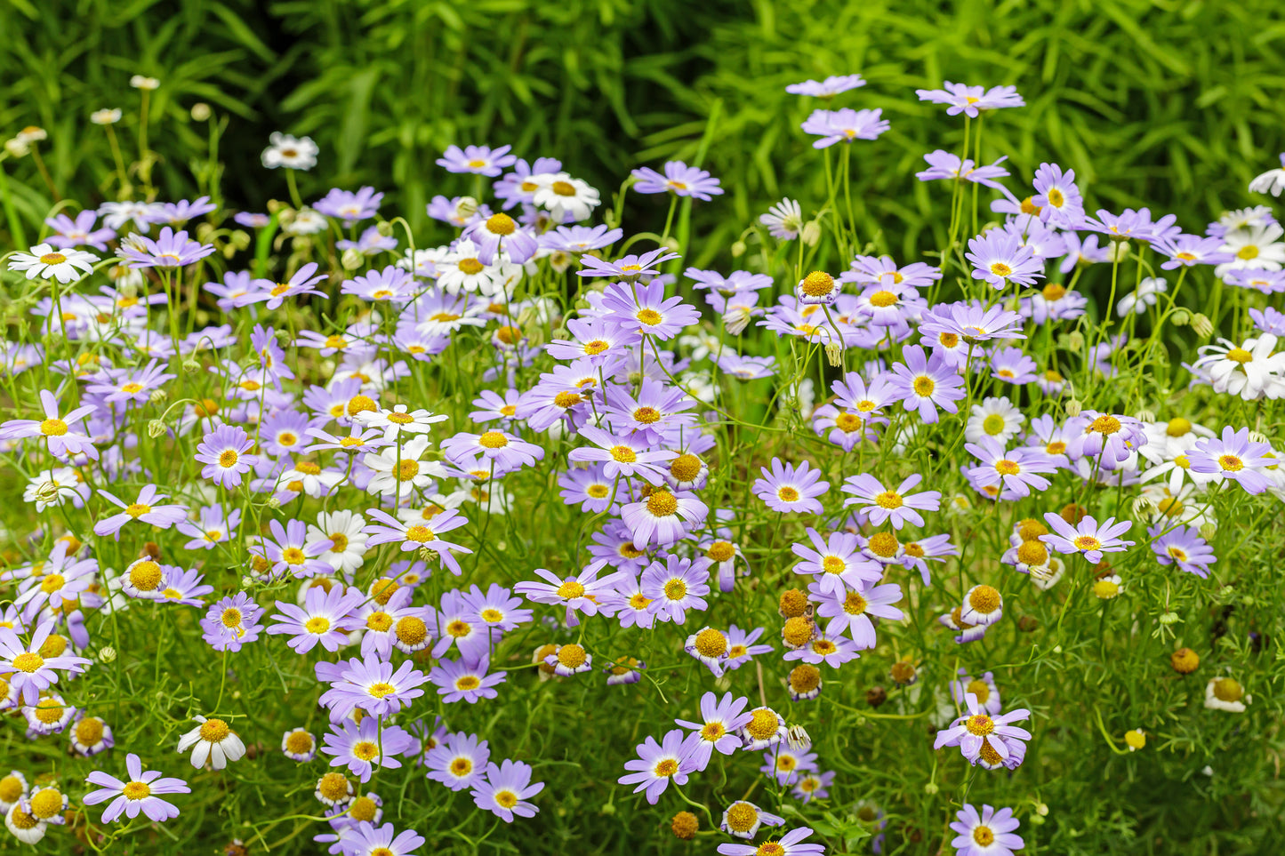 200 Mixed Colors SWAN RIVER DAISY Brachyscome Iberidifolia Flower Seeds