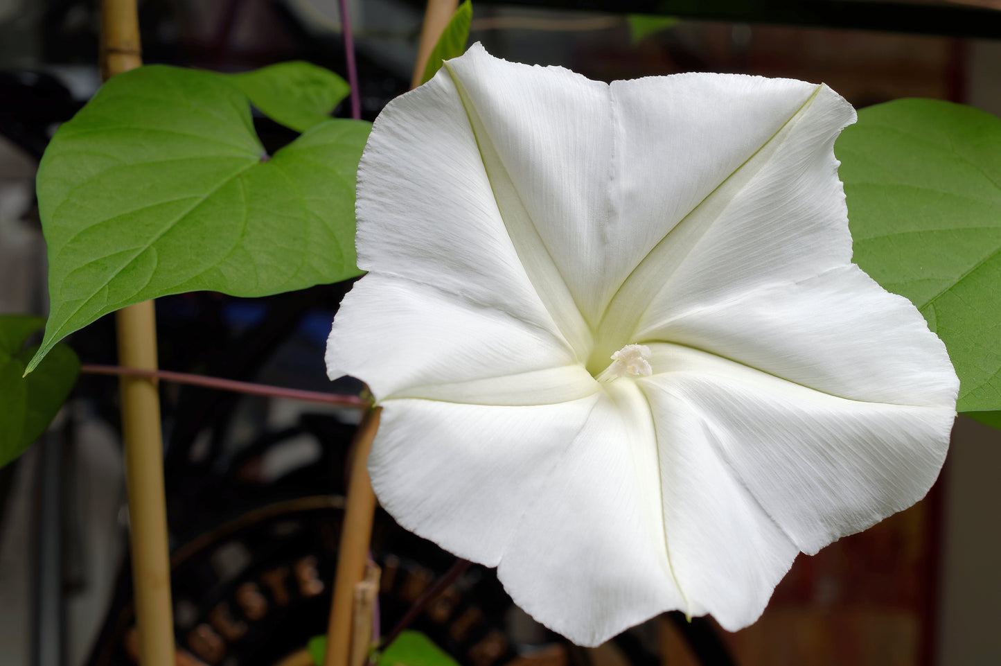 50 MOONFLOWER MORNING GLORY White Moon Flower Ipomoea Alba Flower Vine Seeds