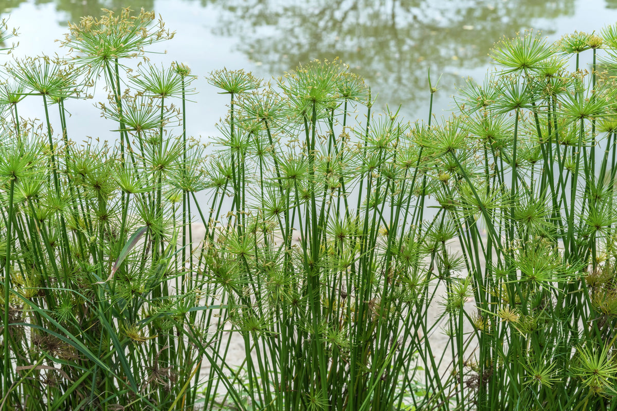 Nile Reeds 20 Cyperus PAPYRUS Paper Reed Water Plant Egyptian Nile Grass Yellow F ...
