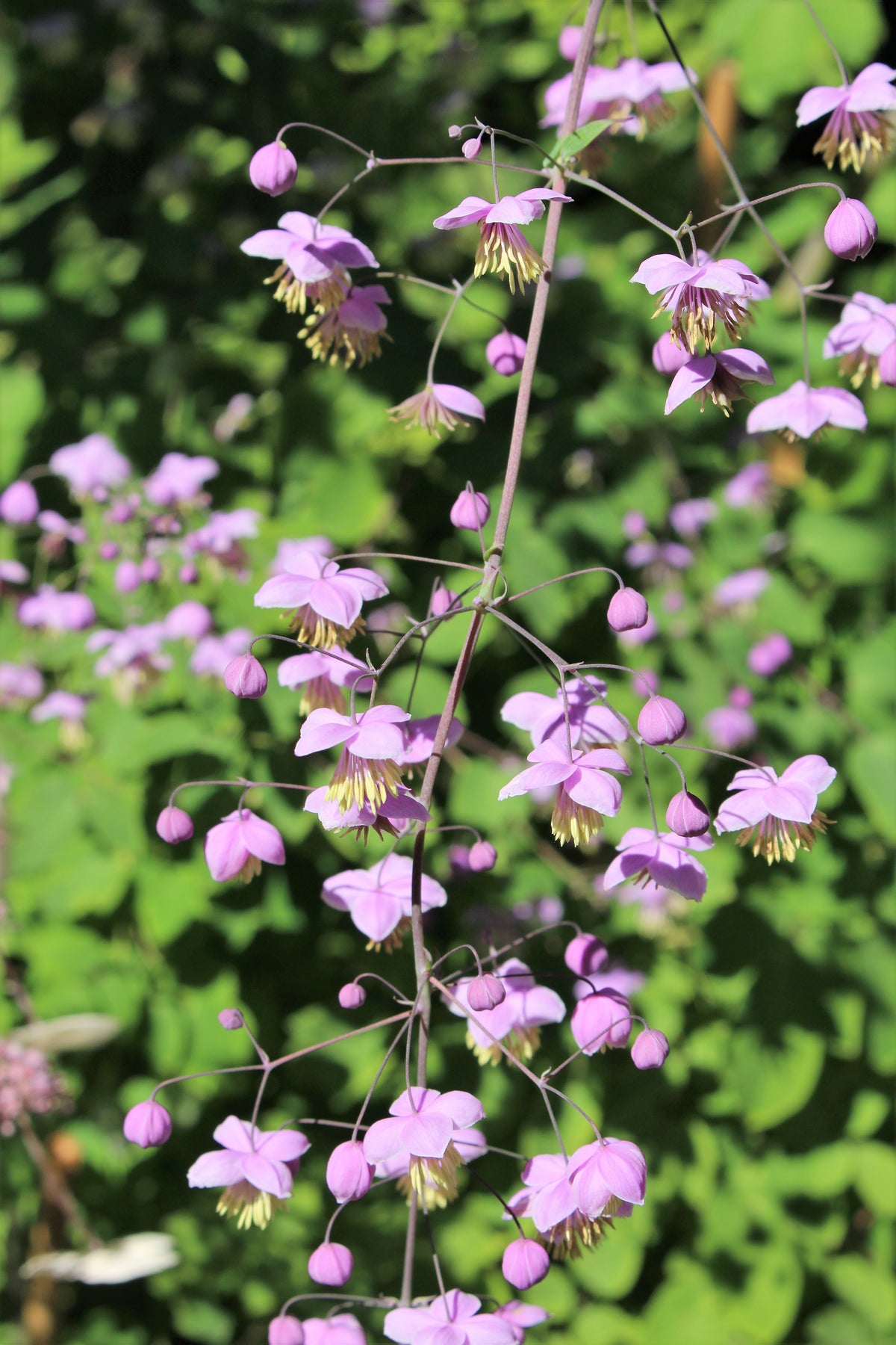 5 CHINESE MEADOW RUE Pink Yunnan Thalictrum Dipterocarpum Delavayi Flo ...