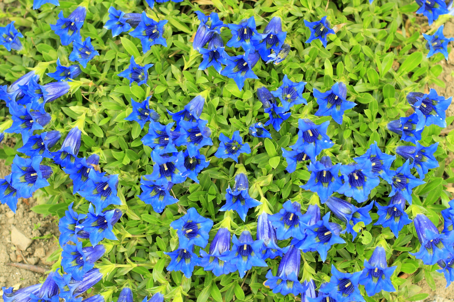 15 Blue STEMLESS GENTIAN Gentiana Acaulis Kochiana Flower Seeds
