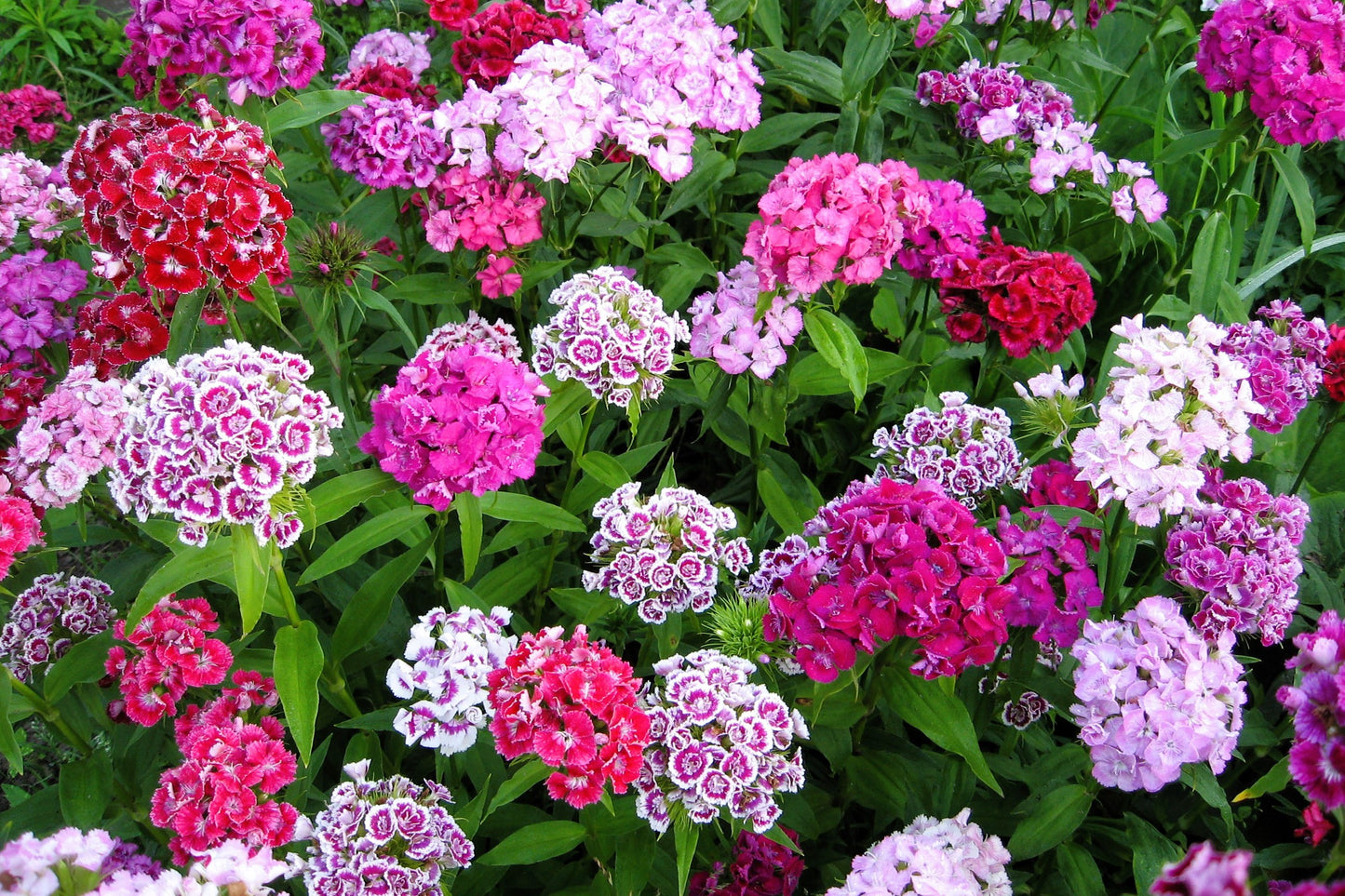 500 MIXED Colors SWEET WILLIAM Dianthus Barbatus Color Mix Red White Pink Bicolor Flower Seeds