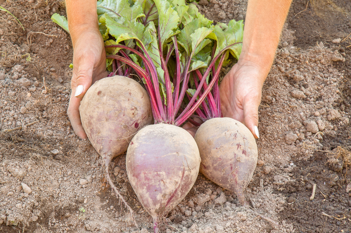 75 Giant Red BEET Mangelwurzel Mangel Mangold Wurzel Mammoth Long Beta Vulgaris Seeds