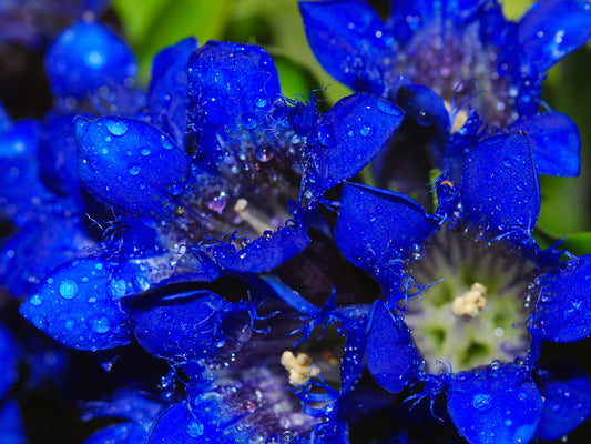 30 Dark Blue NIKITA GENTIAN Gentiana Dahurica Siberian Flower Herb Seeds