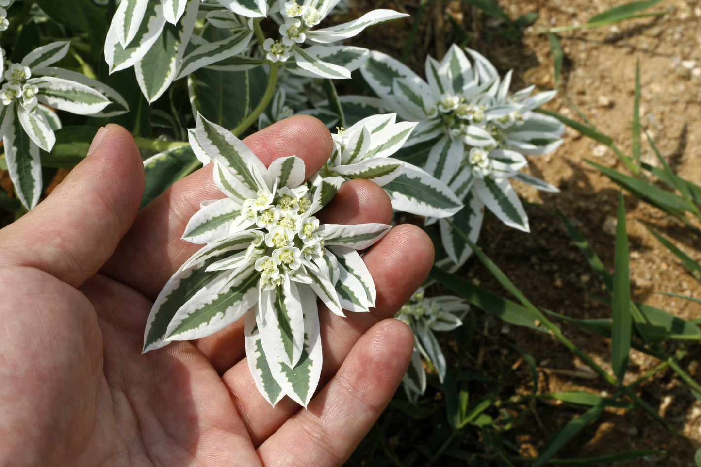 20 SNOW On THE MOUNTAIN Euphorbia Marginata Variegated Groundcover Sun or Shade Flower Seeds