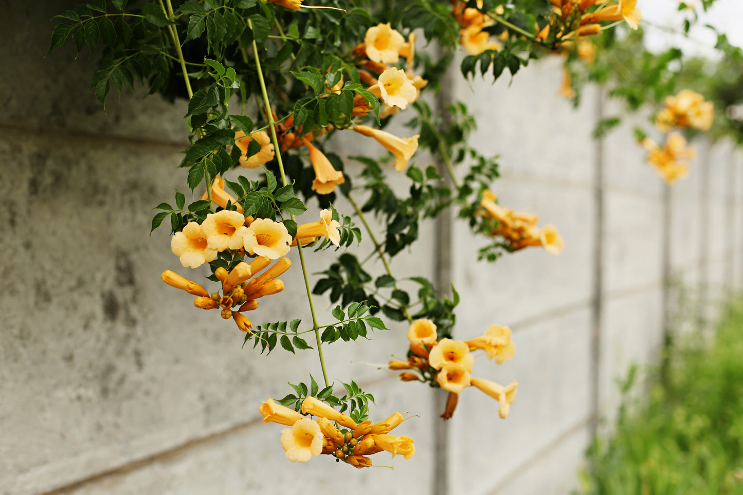 10 YELLOW HUMMINGBIRD TRUMPET Vine Flower Campsis Radicans Flava Climber Seeds