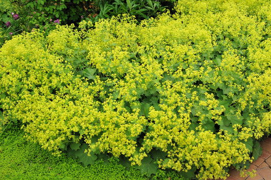 100 LADYS MANTLE Alchemilla Mollis Flower Seeds