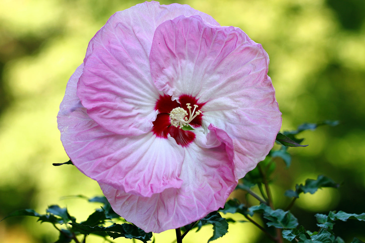 10 Luna PINK SWIRL Hardy HIBISCUS Flower Seeds