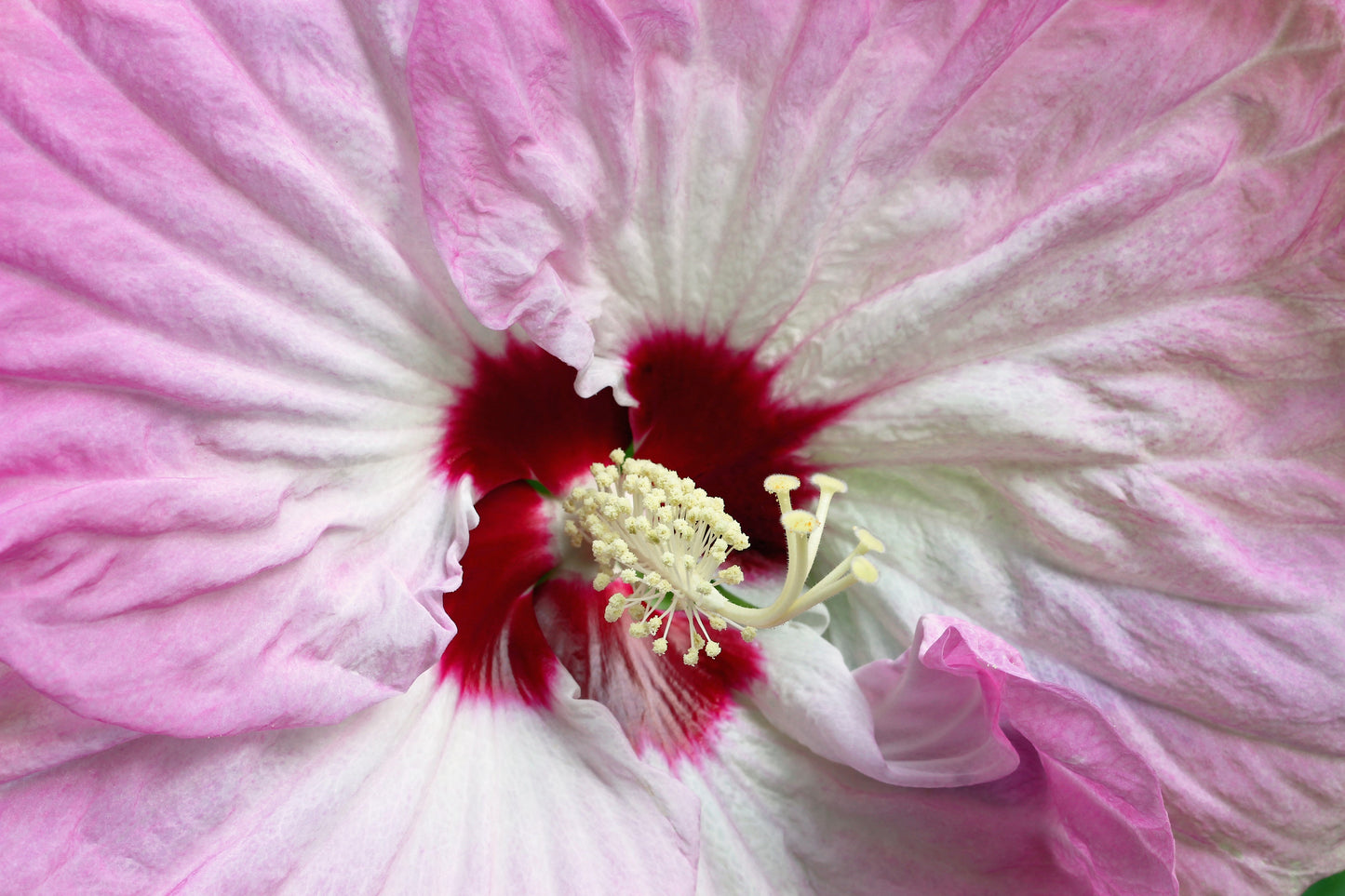 10 Luna PINK SWIRL Hardy HIBISCUS Flower Seeds