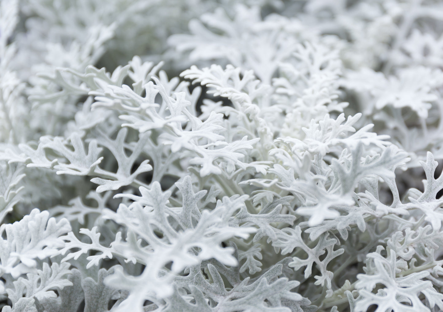 300 SILVERDUST DUSTY MILLER Cineraria maritima Flower Seeds