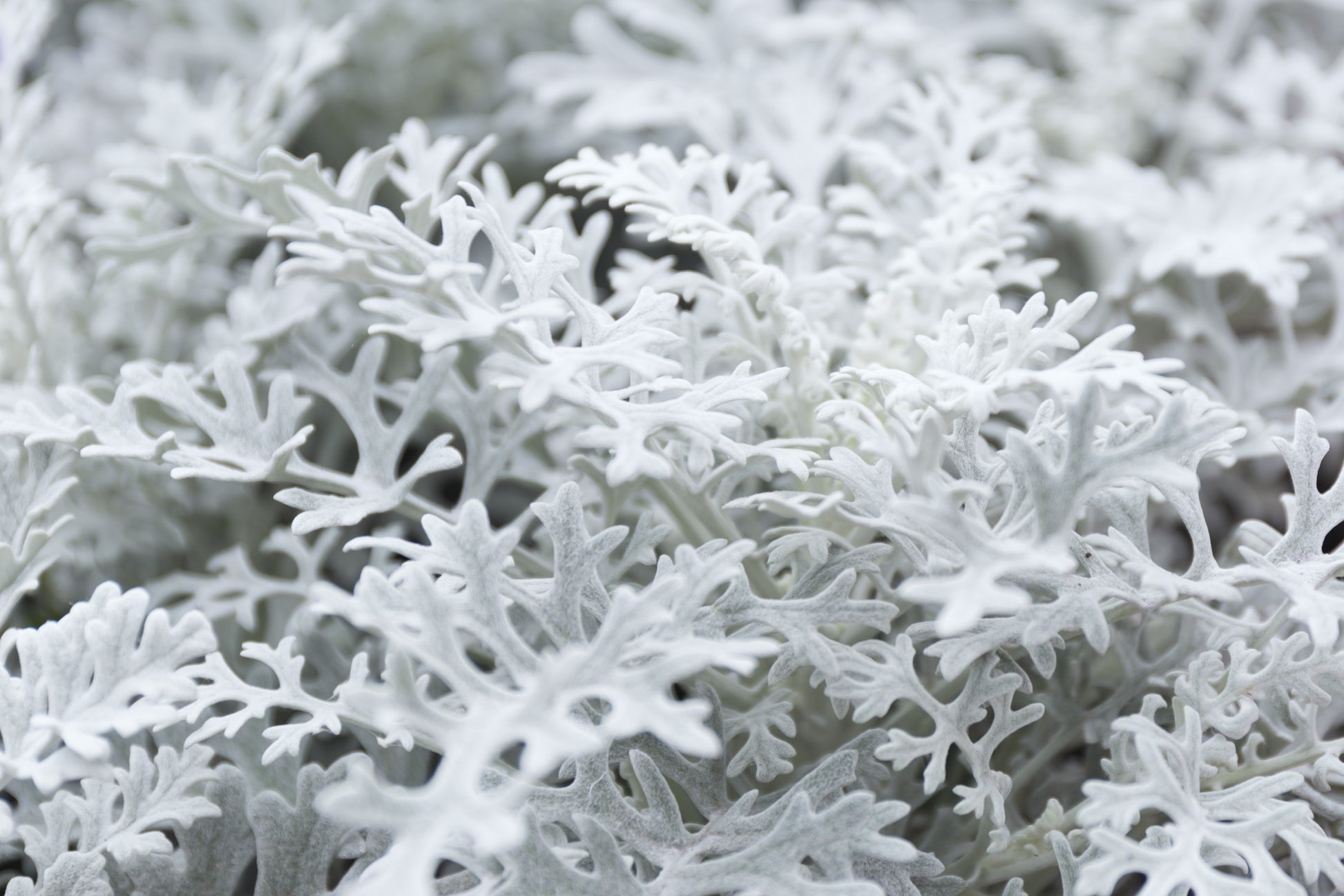 moon silver succulent flower 300 SILVERDUST DUSTY MILLER Cineraria Maritima Jacobaea Senecio Flower – Seedville USA