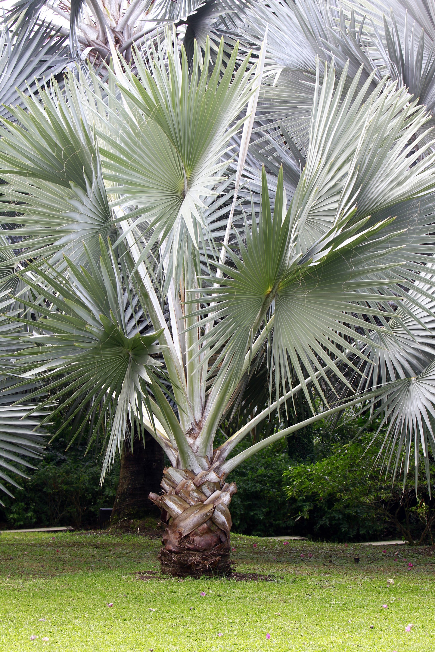 5 SILVER SAW PALMETTO Serenoa Repens American Dwarf Palm Tree Shrub Edible Fruit Sun or Shade Seeds