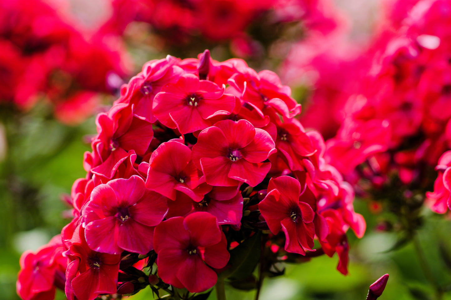 800 RED DRUMMOND PHLOX (Texas Pride) Phlox Drummondii Flower Seeds