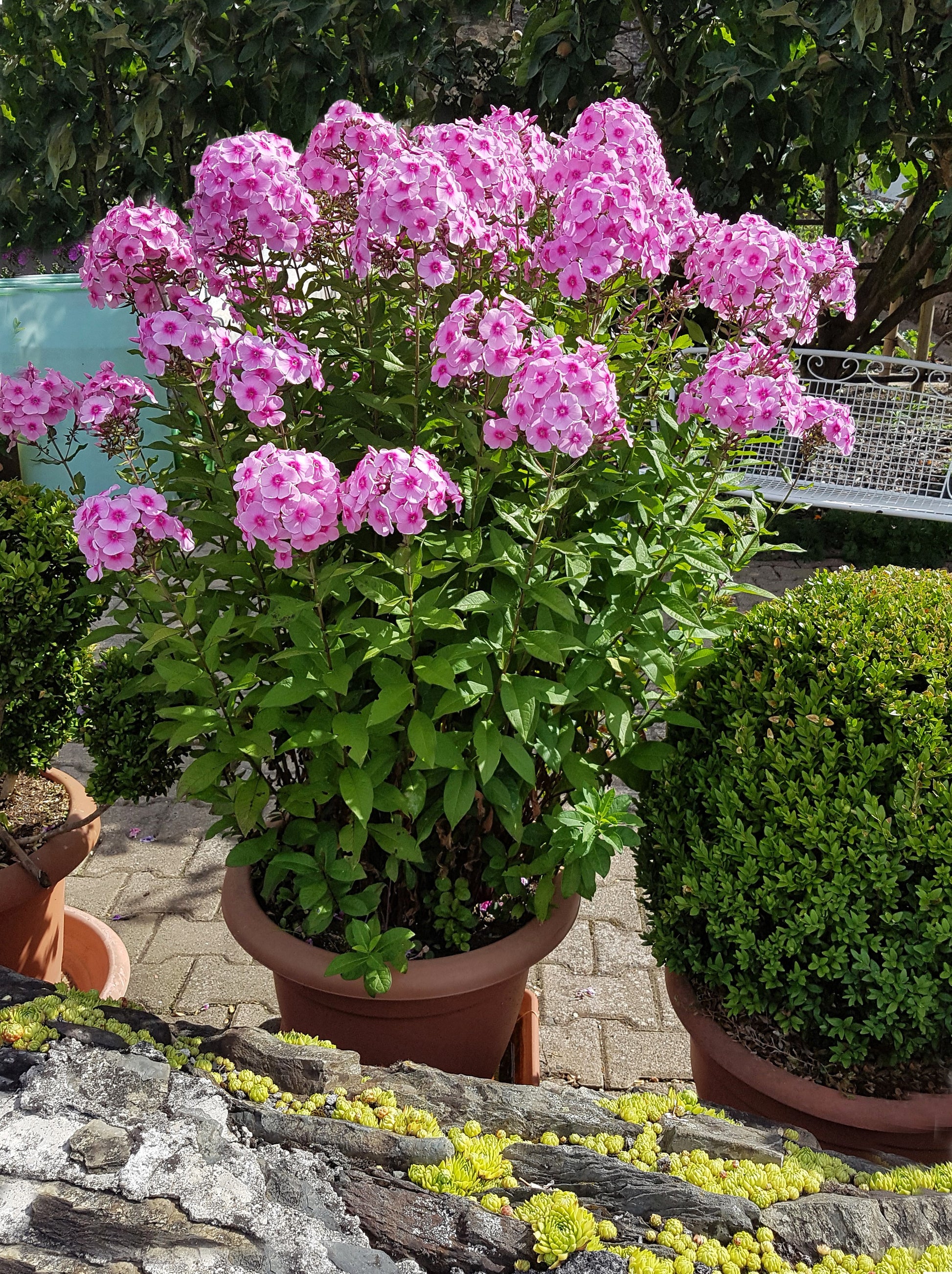 tall garden phlox seeds 10 TALL GARDEN PHLOX Paniculata Mixed Colors 'New Hybrids Mix' Flower Seeds